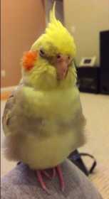 Lost Cockatiel