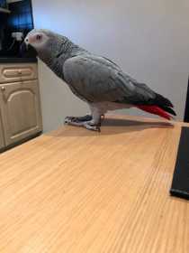 Lost African Grey