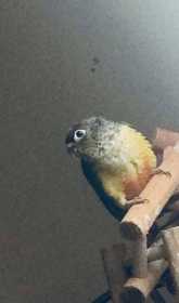 Lost Conure