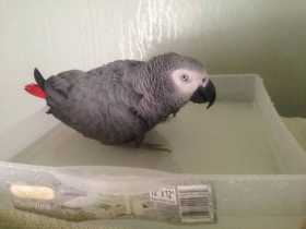 Lost African Grey