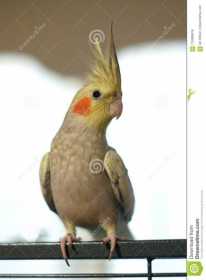 Lost Cockatiel