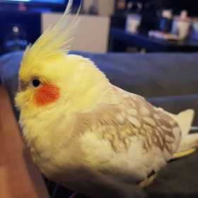 Lost Cockatiel