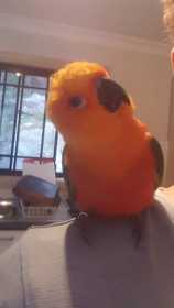 Lost Conure