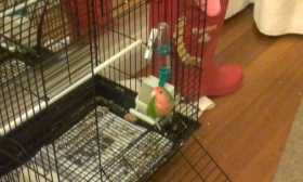 Lost Lovebird