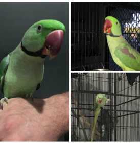Lost Alexandrine