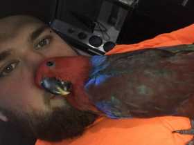 Lost Eclectus