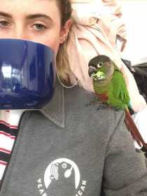 Lost Conure