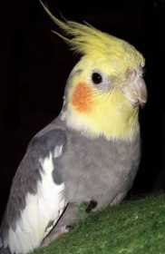 Lost Cockatiel