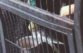 Lost Cockatiel