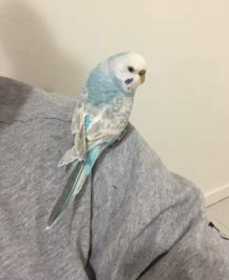 Lost Budgerigar