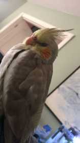 Lost Cockatiel