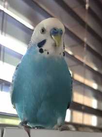 Lost Parakeet