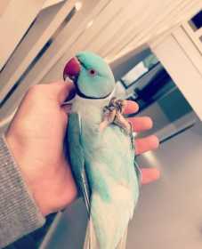 Lost Indian Ringneck Parakeet