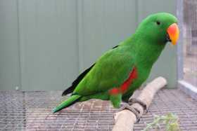 Lost Eclectus