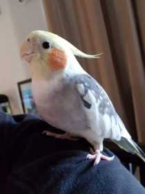 Lost Cockatiel