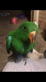 Lost Eclectus