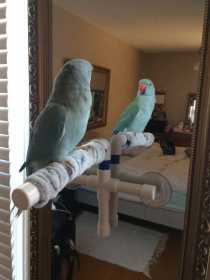 Lost Indian Ringneck Parakeet