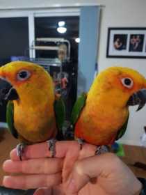 Lost Conure