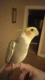 Lost Cockatiel