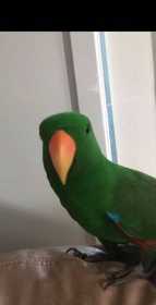 Lost Eclectus