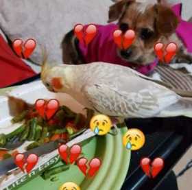 Lost Cockatiel