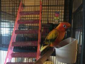 Lost Conure