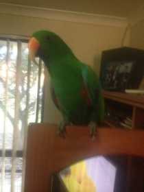 Lost Eclectus