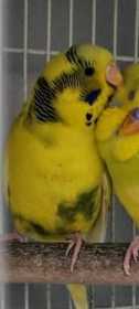 Lost Budgerigar