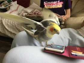 Lost Cockatiel