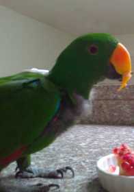 Lost Eclectus