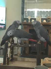 Lost African Grey