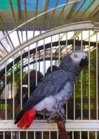 Lost African Grey