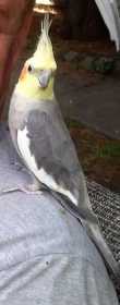 Lost Cockatiel