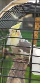 Lost Cockatiel