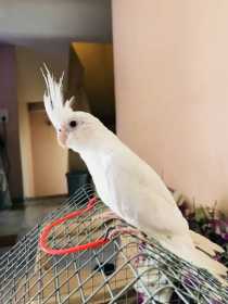 Lost Cockatiel