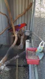 Lost Eclectus