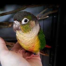 Lost Conure