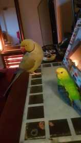 Lost Indian Ringneck Parakeet