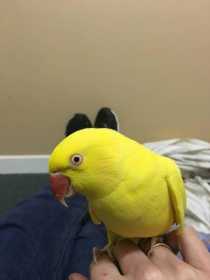 Lost Indian Ringneck Parakeet