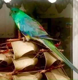 Lost Red Rump Parakeet