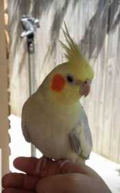 Lost Cockatiel