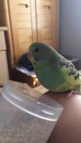 Lost Budgerigar