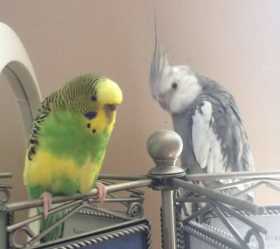 Lost Cockatiel