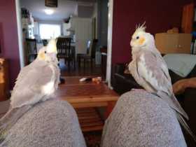 Lost Cockatiel