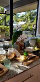 Lost Eclectus