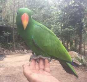 Lost Eclectus