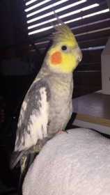 Lost Cockatiel