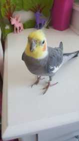 Lost Cockatiel