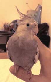 Lost Cockatiel