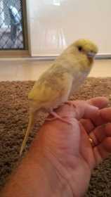 Lost Budgerigar